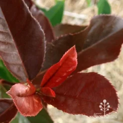 Photinia Black Jack -Plant Collection Sales Shop apo black jack photinia colour