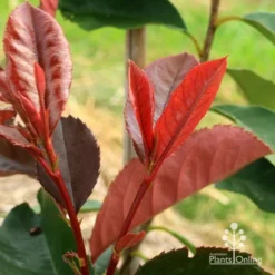 Photinia Black Jack -Plant Collection Sales Shop apo black jack photinia new shoot
