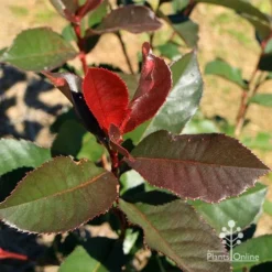 Photinia Black Jack -Plant Collection Sales Shop apo black jack photinia winter