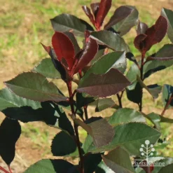 Photinia Black Jack -Plant Collection Sales Shop apo black jack winter