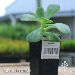 Plant Collection Sales Shop -Plant Collection Sales Shop apo blue curls tubestock