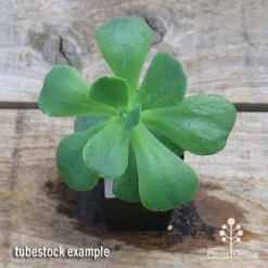 Echeveria Blue Curls - Succulent -Plant Collection Sales Shop apo blue curls tubestock top