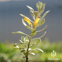 Eremophila Blue Horizon - Emu Bush -Plant Collection Sales Shop apo blue horizon eremophila flowers