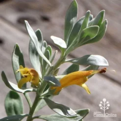 Eremophila Blue Horizon - Emu Bush -Plant Collection Sales Shop apo blue horizon flowers