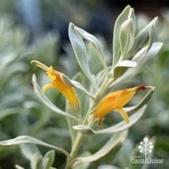 Eremophila Blue Horizon - Emu Bush -Plant Collection Sales Shop apo blue horizon flowers close