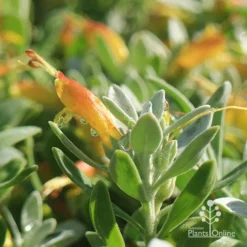 Eremophila Blue Horizon - Emu Bush -Plant Collection Sales Shop apo blue horizon july