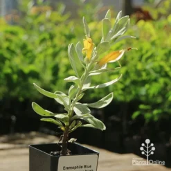 Eremophila Blue Horizon - Emu Bush -Plant Collection Sales Shop apo blue horizon tubestock