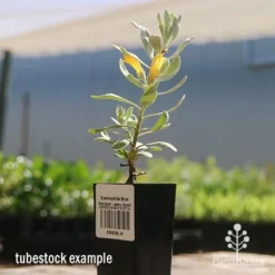 Eremophila Blue Horizon - Emu Bush -Plant Collection Sales Shop apo blue horizon tubestock flowering