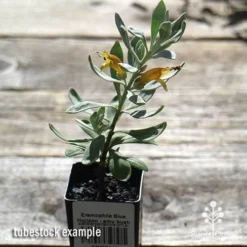 Eremophila Blue Horizon - Emu Bush -Plant Collection Sales Shop apo blue horizon tubestock top