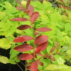 Blueberry Sunshine Blue -Plant Collection Sales Shop apo blueberry sunshine blue on raspberry