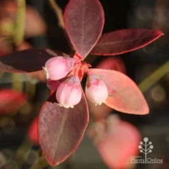 Blueberry Sunshine Blue -Plant Collection Sales Shop apo blueberry sunshine blue winter colour