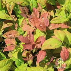 Nandina BLUSH­ -Plant Collection Sales Shop apo blush nandina spring colours