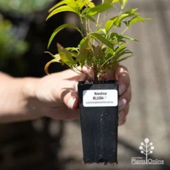 Nandina BLUSH­ -Plant Collection Sales Shop apo blush tube
