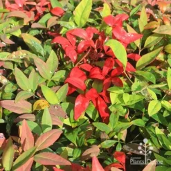 Nandina BLUSH­ -Plant Collection Sales Shop apo blush winter colours