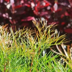 Grevillea Bon Accord -Plant Collection Sales Shop apo bon accord bronze foliage2