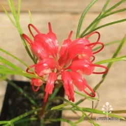 Grevillea Bon Accord -Plant Collection Sales Shop apo bon accord grevillea flower