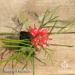 Grevillea Bon Accord -Plant Collection Sales Shop apo bon accord grevillea tubestock flowering top