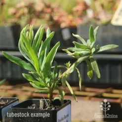 Grevillea Bonnie Prince Charlie -Plant Collection Sales Shop apo bonnie prince charlie grevillea tubestock