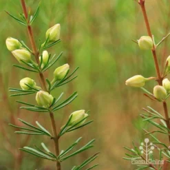 Boronia Clavata - Bremer Boronia -Plant Collection Sales Shop apo boronia clavata close