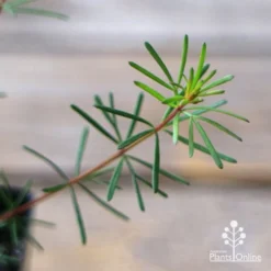 Boronia Clavata - Bremer Boronia -Plant Collection Sales Shop apo boronia clavata foliage