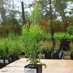 Grevillea Bonnie Prince Charlie -Plant Collection Sales Shop apo bpc tubestock side