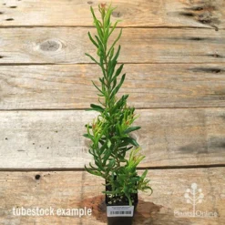Grevillea Bonnie Prince Charlie -Plant Collection Sales Shop apo bpc tubestock tall