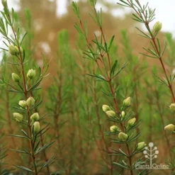 Boronia Clavata - Bremer Boronia -Plant Collection Sales Shop apo bremer boronia