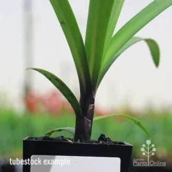 Agapanthus Buccaneer 11 Agapanthus Buccaneer -Plant Collection Sales Shop apo buccaneer purple stem