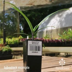 Agapanthus Buccaneer 10 Agapanthus Buccaneer -Plant Collection Sales Shop apo buccaneer tubestock side