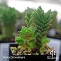 Crassula Buddha’s Temple - Succulent -Plant Collection Sales Shop apo buddhas temple baby buddhas