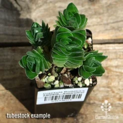 Crassula Buddha’s Temple - Succulent -Plant Collection Sales Shop apo buddhas temple cluster above
