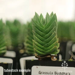 Crassula Buddha’s Temple - Succulent -Plant Collection Sales Shop apo buddhas temple tall