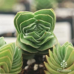 Crassula Buddha’s Temple - Succulent -Plant Collection Sales Shop apo buddhas temple top