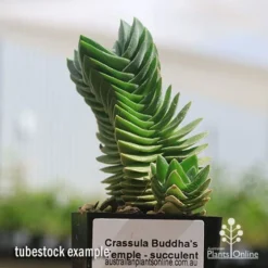 Crassula Buddha’s Temple - Succulent -Plant Collection Sales Shop apo buddhas temple tubestock