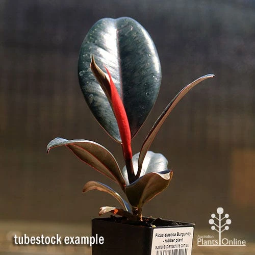 Ficus Elastica Burgundy - Rubber Plant 4 Ficus Elastica Burgundy - Rubber Plant - Image 4