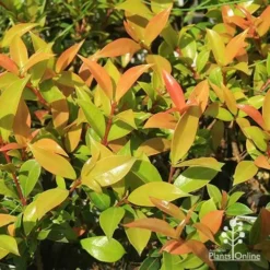 Syzygium Bush Christmas - Lilly Pilly -Plant Collection Sales Shop apo bush christmas foliage