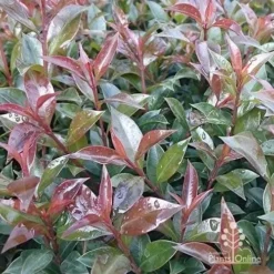 Syzygium Bush Christmas - Lilly Pilly -Plant Collection Sales Shop apo bush christmas foliage colour
