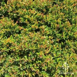 Syzygium Bush Christmas - Lilly Pilly -Plant Collection Sales Shop apo bush christmas hedge