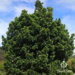 Syzygium Bush Christmas - Lilly Pilly -Plant Collection Sales Shop apo bush christmas syzygium nursery