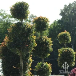 Syzygium Bush Christmas - Lilly Pilly -Plant Collection Sales Shop apo bush christmas topiaries