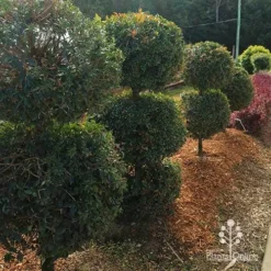 Syzygium Bush Christmas - Lilly Pilly -Plant Collection Sales Shop apo bush christmas topiary balls