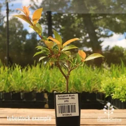 Syzygium Bush Christmas - Lilly Pilly -Plant Collection Sales Shop apo bush christmas tubestock