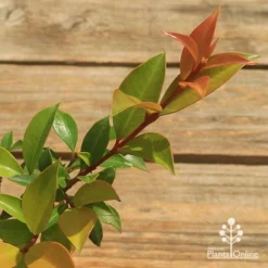 Syzygium Bush Christmas - Lilly Pilly -Plant Collection Sales Shop apo bush christmas tubestock colour