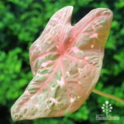 Caladium Raspberry Ripple - Angel Wings -Plant Collection Sales Shop apo caladium raspberry ripple leaf
