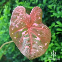 Caladium Raspberry Ripple - Angel Wings -Plant Collection Sales Shop apo caladium raspberry ripple leaf2