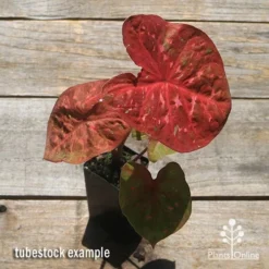 Caladium Raspberry Ripple - Angel Wings -Plant Collection Sales Shop apo caladium raspberry ripple tubestock top
