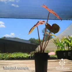 Caladium Raspberry Ripple - Angel Wings -Plant Collection Sales Shop apo caladium raspberry ripple tubestock2