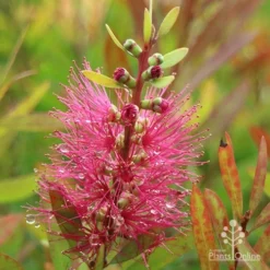 Callistemon Candy Burst -Plant Collection Sales Shop apo callistemon candy burst autumn