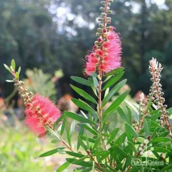 Callistemon Candy Burst -Plant Collection Sales Shop apo callistemon candy burst bush backlit