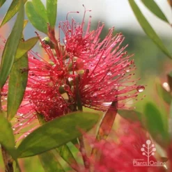 Callistemon Candy Burst -Plant Collection Sales Shop apo callistemon candy burst dewdrop